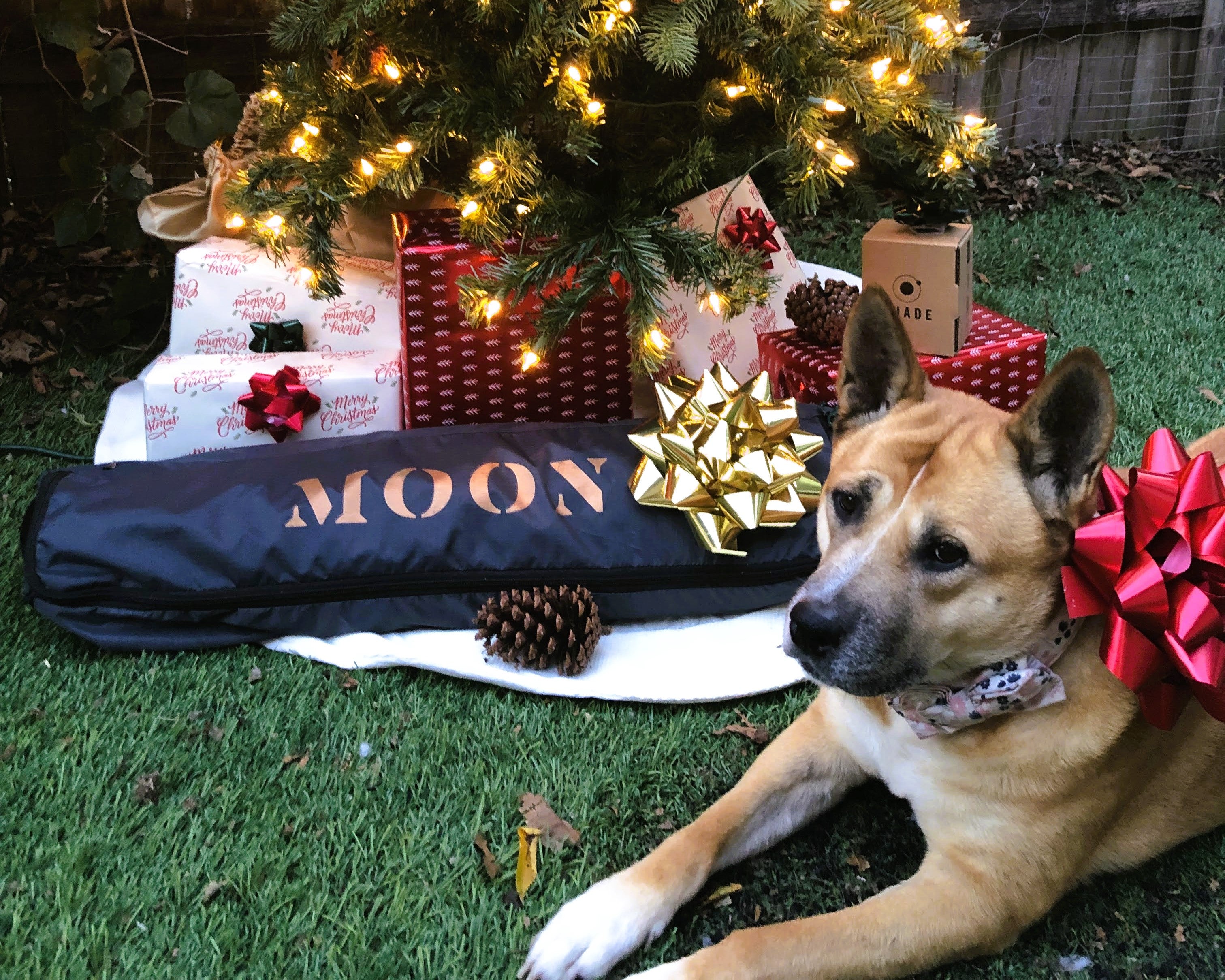 Moon Holiday Gift Guide 2022